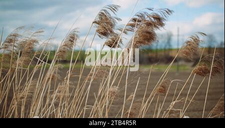 Große Gräser, die im Wind winken Stockfoto