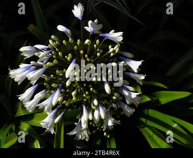 Agapanthus „Queen Mum“ Stockfoto