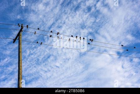 Tauben sitzen auf Telefonkabeln in Vancouver, Kanada. Sie haben eine Silhouette vor einem blauen Himmel mit weißen Wolken. Stockfoto