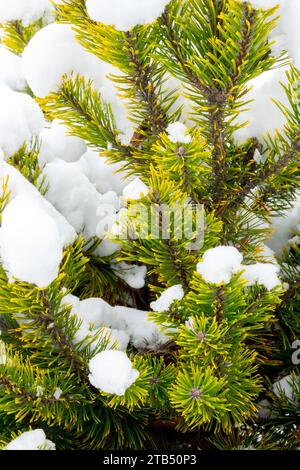 Winter, Pinus mugo „Ophir“, Kiefer, Kiefer, Schnee, gedeckte Pinus-Sorte „Ophir“ Stockfoto