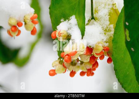 Winterkriecher, Beeren, Winterkriecher Euonymus fortunei, Schnee, bedeckt, Früchte, Winter, Euonymus fortunei Stockfoto