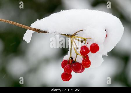 Viburnum opulus Früchte, schneebedeckte Beeren im Winter, europäischer Schneeballbusch Stockfoto