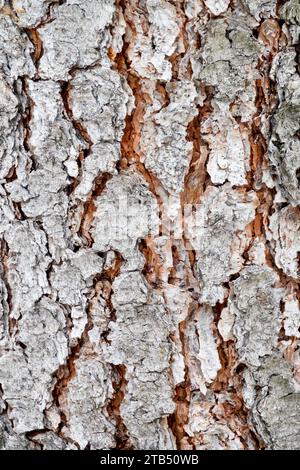 Schwarze Kiefernrinde, Muster, Pinus jeffreyi Rinde Stockfoto