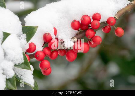 Englische Holly Ilex aquifolium 'J.C. van Tol' Beeren, im Winter schneebedeckt Stockfoto