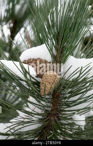 Europäische Schwarzkiefernkegel Pinus nigra, Kegel, Winter, Schnee, Österreichische Kiefer, Kegel, Kiefer, Nadeln Stockfoto