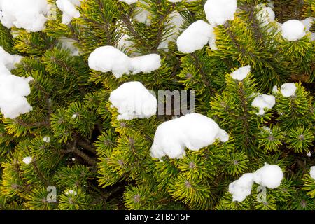 Überdachter Schnee, Winter Bergkiefer, Pinus Mugo „Winter Gold“ oder „Wintergold“ Stockfoto