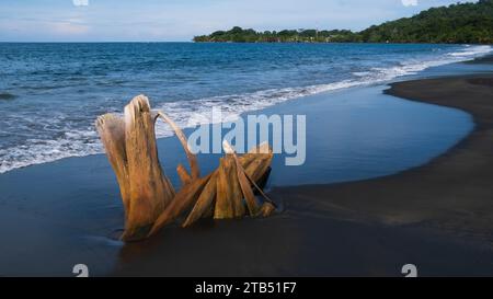 Vertreiben Sie Holz, das auf schwarzem Sandstrand in der Nähe des Ufers von Playa Negra in Puerto Viejo, Costa Rica, begraben ist Stockfoto