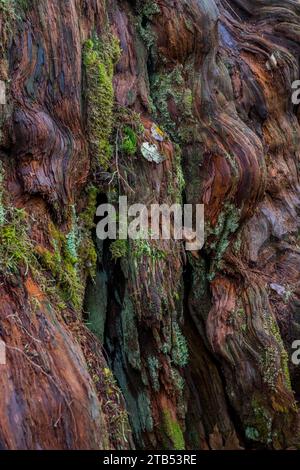 Moos wächst auf einem Zedernstamm entlang des Oxbow Loop Trail im Middle Fork Snoqualmie River Valley in der Nähe von North Bend im US-Bundesstaat Washington Stockfoto