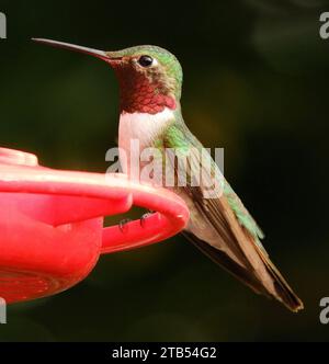 Nahaufnahme eines süßen männlichen Kolibris mit breitem Schwanz im Sommer auf einem roten Nektar-Futterhäuschen in broomfield, colorado Stockfoto