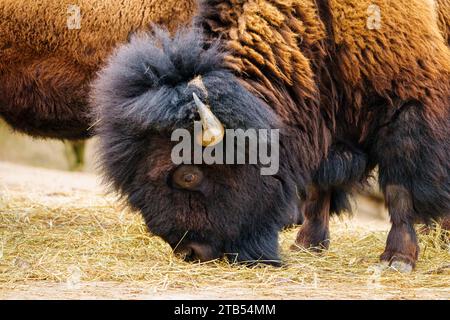 Nahaufnahme von Bison auf trockenem Gras - Majestic Wildlife Nahaufnahme Stockfoto