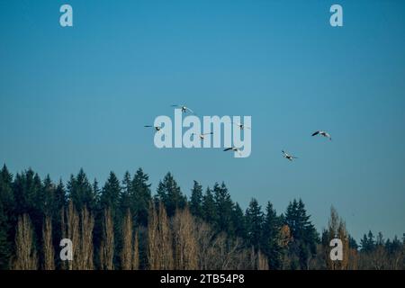 Schneegänse (Anser caerulescens) fliegen über einem Feld in Woodinville, Washington State, USA, nachdem sie während der Fütterung auf dem Feld erschreckt wurden. Stockfoto