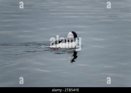 Eine männliche bufflehead-Ente (Bucephala albeola) schwimmt auf dem Lake Washington in Kirkland, Washington State, USA. Stockfoto