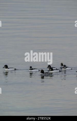Eine Herde von Common goldeneye (Bucephala clangula) schwimmt am Lake Washington in Kirkland, Washington State, USA. Stockfoto