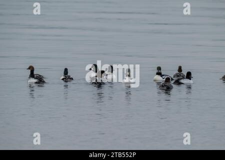 Eine Herde von Common goldeneye (Bucephala clangula) schwimmt am Lake Washington in Kirkland, Washington State, USA. Stockfoto