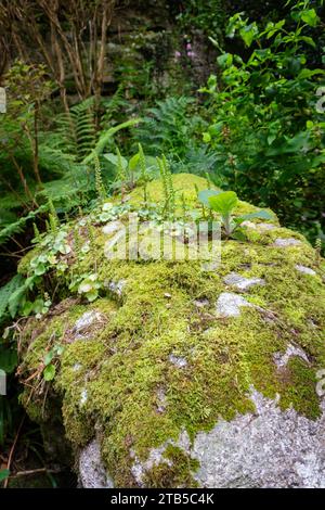 Boulderdecke mit Moos auf dem Gelände der St. Michaels Mount, Marazion Cornwall. Stockfoto