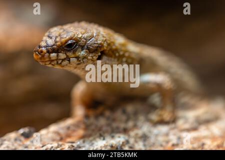 Australische südliche Pygmäen-Stachelschwanz Skink Stockfoto