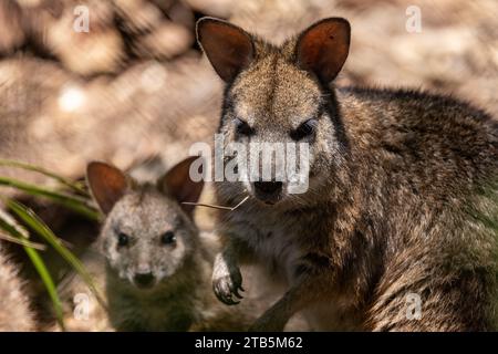 Australier gefährdete Parma Wallaby mit joey Stockfoto