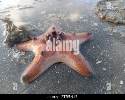 Ein Chocolate Chip Sea Star oder Star Faust am Strand bei Ebbe am Morgen Stockfoto