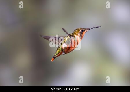 Ein weiblicher weißbauchiger Holzstern (Chaetocercus mulsant), der vor einem schlichten Hintergrund vor dem Feeder schwebt. Stockfoto