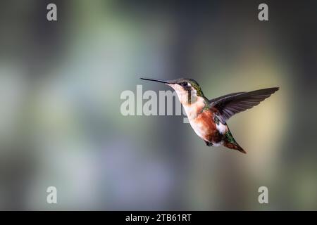 Ein weiblicher weißbauchiger Holzstern (Chaetocercus mulsant), der vor einem schlichten Hintergrund vor dem Feeder schwebt. Stockfoto