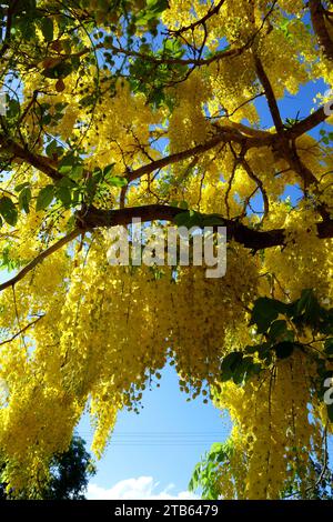 Goldener Kettenbaum (Laburnum anagyroides) in voller Blüte, Lily Street, Cairns, Queensland, Australien Stockfoto