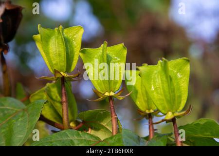 Ulat kambal /Abroma augustum, ist eine pflanzliche Pflanze Stockfoto