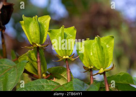 Ulat kambal /Abroma augustum, ist eine pflanzliche Pflanze Stockfoto