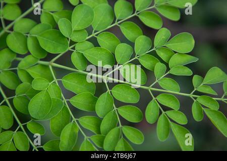 Drumstick Baum, Kräutergrün Moringa Blätter Baum Hintergrund Stockfoto