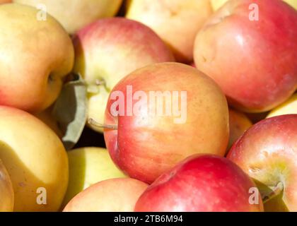 Nahaufnahme eines Haufens frisch gepflückter roter Fuji-Äpfel zum Verkauf auf dem Bauernmarkt. Stockfoto