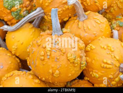 Draufsicht flache Lage vieler herbstlicher warzener Kürbisse in Orange mit grünen Warzen. Beliebte Urlaubsdekoration. Stockfoto