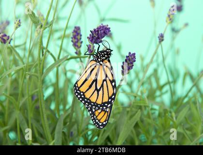 Monarchschmetterlinge hängen an lila Lavendelblüten, Flügel geschlossen. Nahaufnahme der Seitenprofilansicht. Stockfoto