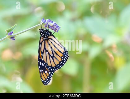 Monarchschmetterling hängt an lila Lavendelblüten, Flügel geschlossen. Nahaufnahme der Seitenprofilansicht. Stockfoto