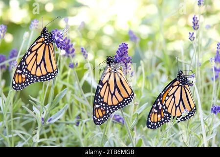 Drei Monarch-Schmetterlinge hängen an lila Lavendelblüten hintereinander, die Flügel geschlossen. Nahaufnahme der Seitenprofilansicht. Stockfoto