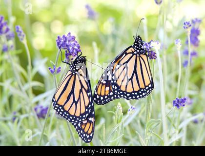 Zwei Monarch-Schmetterlinge hängen an lila Lavendelblüten, Flügel geschlossen, hinten an hinten positioniert. Nahaufnahme der Seitenprofilansicht. Stockfoto