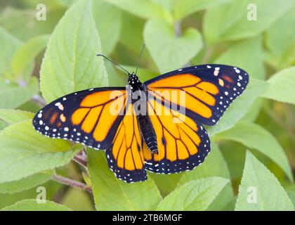 Blick von oben auf einen männlichen Monarchschmetterling mit offenen Flügeln, der die männliche Duftdrüse auf den unteren Flügeln offenbart. Auf Ananassalbeiblättern. Stockfoto