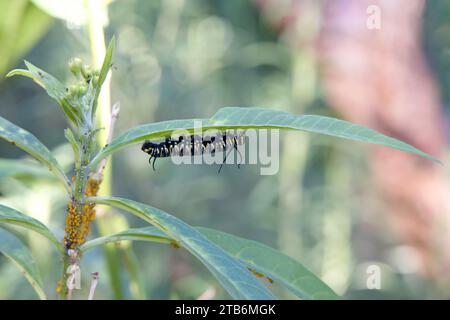 Schmetterling-raupe des 4. Staffels hängt kopfüber auf einem milchkrautblatt, Pflanzenstamm mit Blattläusen befallen. Stockfoto