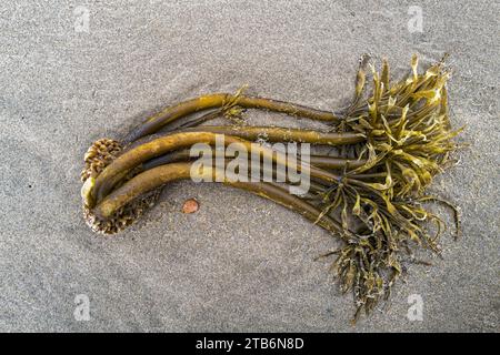 Ein Stück Seetang wurde am Sandstrand des Pazifischen Ozeans in der Nähe von Florence in Oregon, USA, gespült Stockfoto