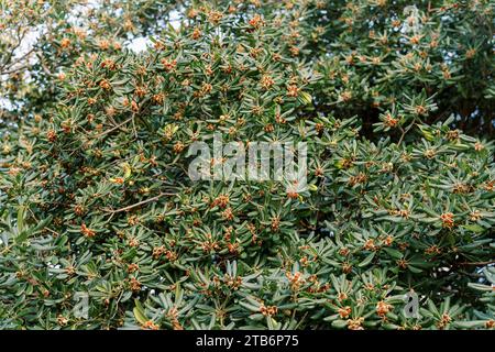 Rote Blüten auf einem grünen Busch eines japanischen Käseholzes Stockfoto