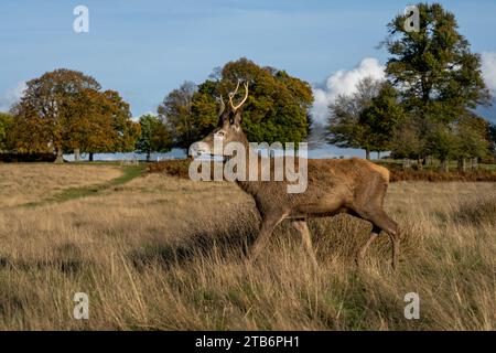 Hirsche im Richmond Park, London, Tierwelt der Stadt Stockfoto