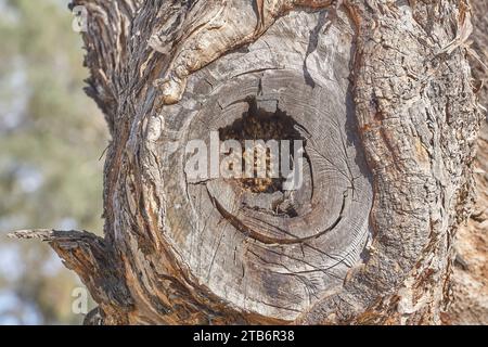 Ein wilder europäischer oder westlicher Bienenstock, APIs mellifera in einer Eukalyptushohlung im australischen Busch Stockfoto