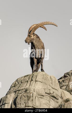 Vertikales Porträt einer Bergziege mit großen Hörnern Stockfoto