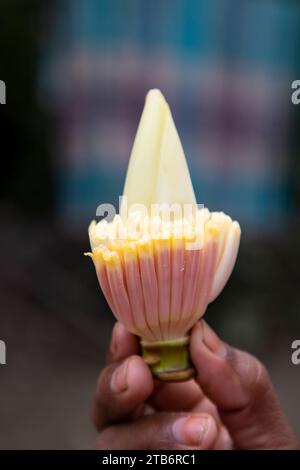 Bananenblume in der Hand, Bangladesch. (Wissenschaftliche Bezeichnung Musa acuta) Stockfoto