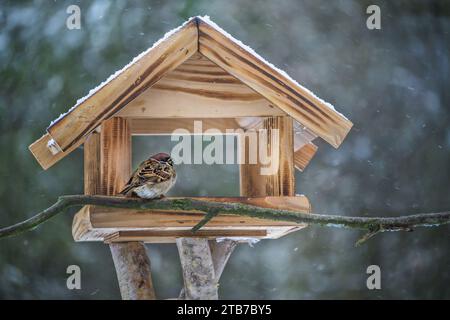 Verfluchter Baumsperling sitzt in einem hölzernen Vogelfutterhaus und isst an einem kalten, schneereichen Wintertag Sonnenblumenkerne, Kopierraum, ausgewählter Fokus, Stockfoto