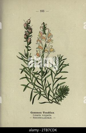 Wegesrand- und Waldblüten (PL. 105) (8746671217). Stockfoto