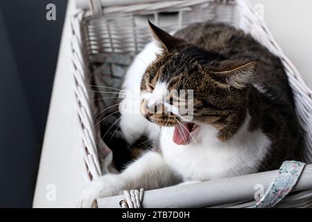 Die verschlafene Katze gähnt im Korb im Haus. Stockfoto