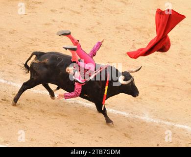 Madrid, Spanien - 1. Mai 2010: Ein Stier warf einen Stierkämpfer (Toreros) während eines Stierkampfes (Corrida) in der Stierkampfarena Plaza de Toros de Las Ventas in Stockfoto