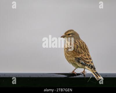 Weibliches gemeines Linnet (Linaria cannabina), das auf einer Metallschiene thront Stockfoto