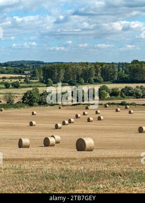 Runde Strohballen auf geerntetem Maisfeld, Leicestershire, England, Vereinigtes Königreich Stockfoto