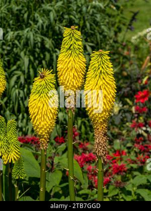 Knallgelbe Kniphofia „Bees Lemon“ Hot Poker Blumen im August, Northamptonshire, England, Großbritannien Stockfoto