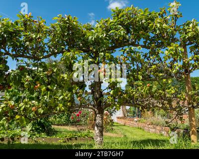 Draht trainierter Apfelbaumspalier mit Äpfeln und blauem Himmel dahinter, Coton Manor Gardens, Northamptonshire, England, Großbritannien Stockfoto